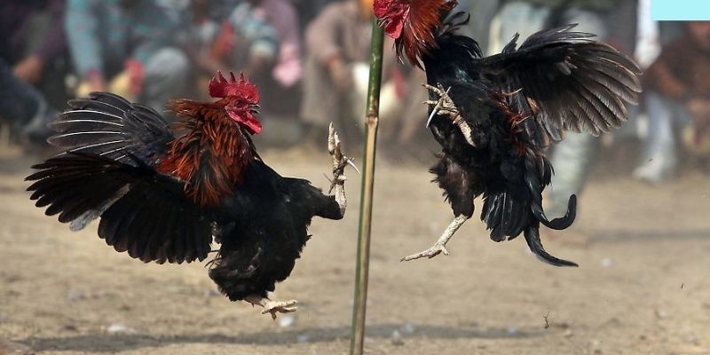 Điểm danh các hình thức đá gà nổi bật nhất tại nền tảng nhà cái