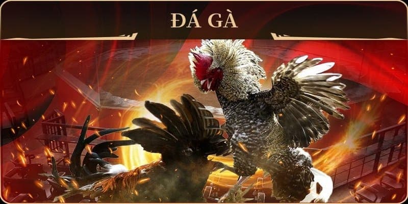 Hướng dẫn các bước tham gia sảnh game cá cược đá gà tại nhà cái