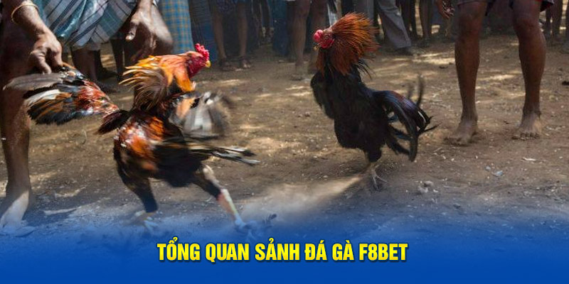 Giới thiệu tổng quan về sảnh game đá gà F8BET