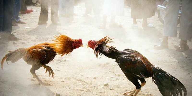 Luật chơi đá gà trực tiếp C1 dành cho người mới